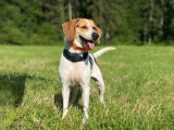 Prête pour l'adoption : chienne Beagle de six ans