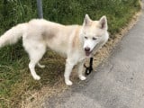 En attente d'une famille : chien Husky Sibérien de 4 ans