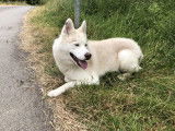 En attente d'une famille : chien Husky Sibérien de 4 ans