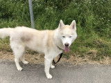 En attente d'une famille : chien Husky Sibérien de 4 ans