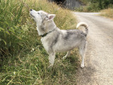 À la recherche d'une famille : chienne Husky de Sibérie