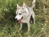 À la recherche d'une famille : chienne Husky de Sibérie