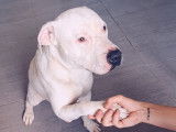 Mâle American Staffordshire Terrier disponible pour saillie