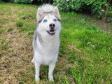 À la recherche d'un foyer : chien Husky de Sibérie