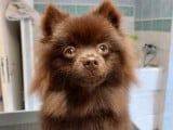 Mâle Spitz Allemand disponible pour saillie