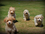 Chiots Maltipoo à vendre