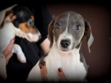 Chiots Jack Russell à vendre