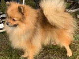 Femelle Loulou de Poméranie a vendre pour réduction élevage