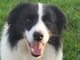 Mâle Border Collie disponible pour saillie