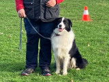 Mâle Border Collie disponible pour saillie