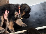 Chiots de race Berger Allemand à vendre (2 femelles)