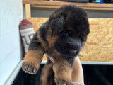 Chiots de race Berger Allemand à vendre (2 femelles)