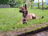 Chien Malinois à donner