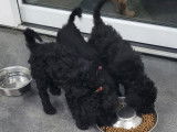 Chiots Caniche Royal à vendre