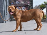 Chiot femelle de 10 mois 0471 78 54 79