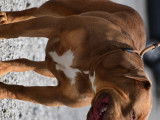 Femelle bully xl xxl tri choco aux yeux verts gros gabarit 100%bossykennels