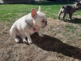 Chienne Bouledogue Français à donner