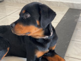 Femelle Rottweiler de 4 mois à vendre