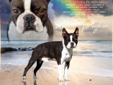 Champion Boston Terrier LOF disponible pour saillie