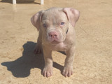 Chiot American Bully à vendre