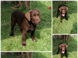 Chiots Labrador LOF chocolat à vendre