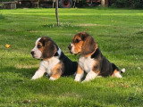 Chiot beagle Ille et Vilaine
