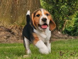 Chiot beagle Mayenne