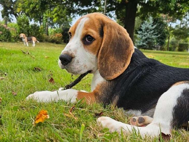 Chiot beagle à adopter
