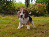 Beagle Male lignée chasse