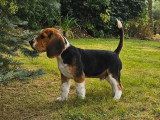 cherche chiot beagle