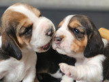 Chiot beagle en Mayenne