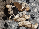 Chiots Berger Australien LOF à vendre