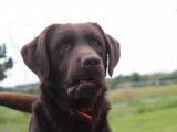 Mâle Labrador Retriever disponible pour saillie
