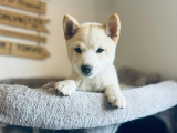 Femelle Mame Shiba blanche à vendre