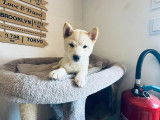 Femelle Mame Shiba blanche à vendre
