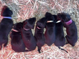 Chiots Doberman à vendre