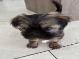 Chiot Shih Tzu à vendre