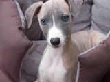 Chiots Whippet LOF aux belles origines à vendre