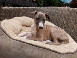 Chiots Whippet LOF aux belles origines à vendre