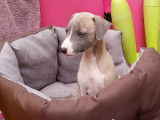 Chiots Whippet LOF aux belles origines à vendre
