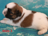 Chiots Shih Tzu LOF à vendre