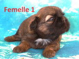 Femelle 1