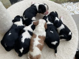 Chiots de race Cavalier King Charles Spaniel à vendre (2 femelles & 4 mâles)