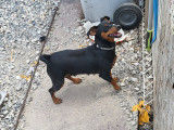 Chienne Pinscher Nain à vendre