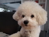 Mâle Bichon Frisé cherche femelle Bichon pour saillie