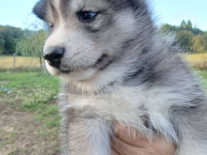 7 adorables Husky de Sibérie LOF à vendre