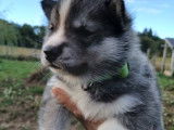 7 adorables Husky de Sib&eacute;rie LOF &agrave; vendre