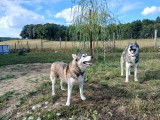 7 adorables Husky de Sib&eacute;rie LOF &agrave; vendre