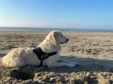 Toby, mâle Golden Retriever LOF disponible pour saillie