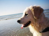 Toby, mâle Golden Retriever LOF disponible pour saillie
